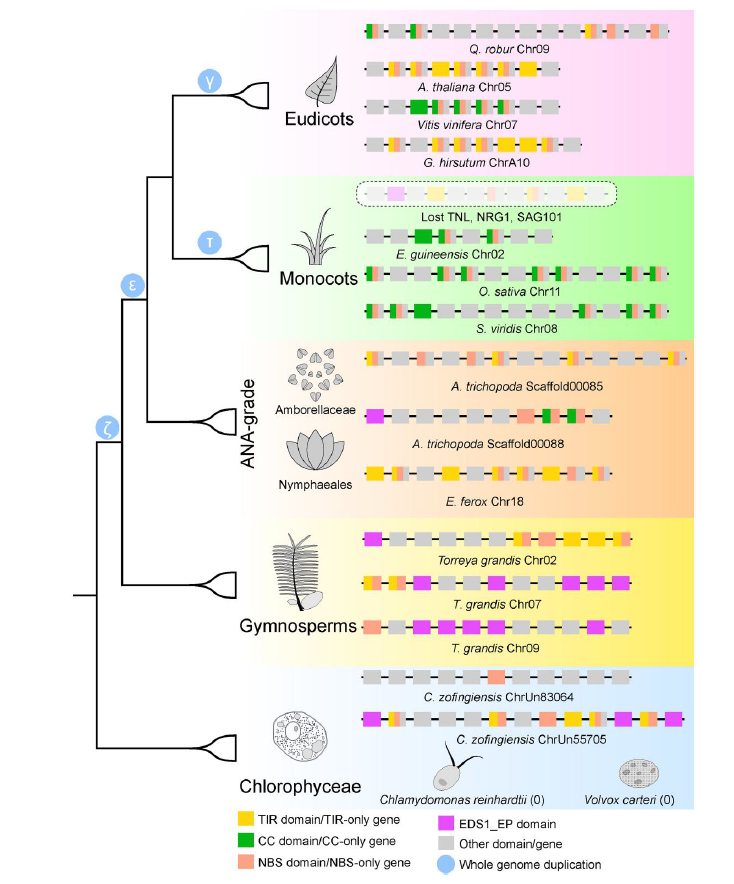 GeneStructurePlotApp1
