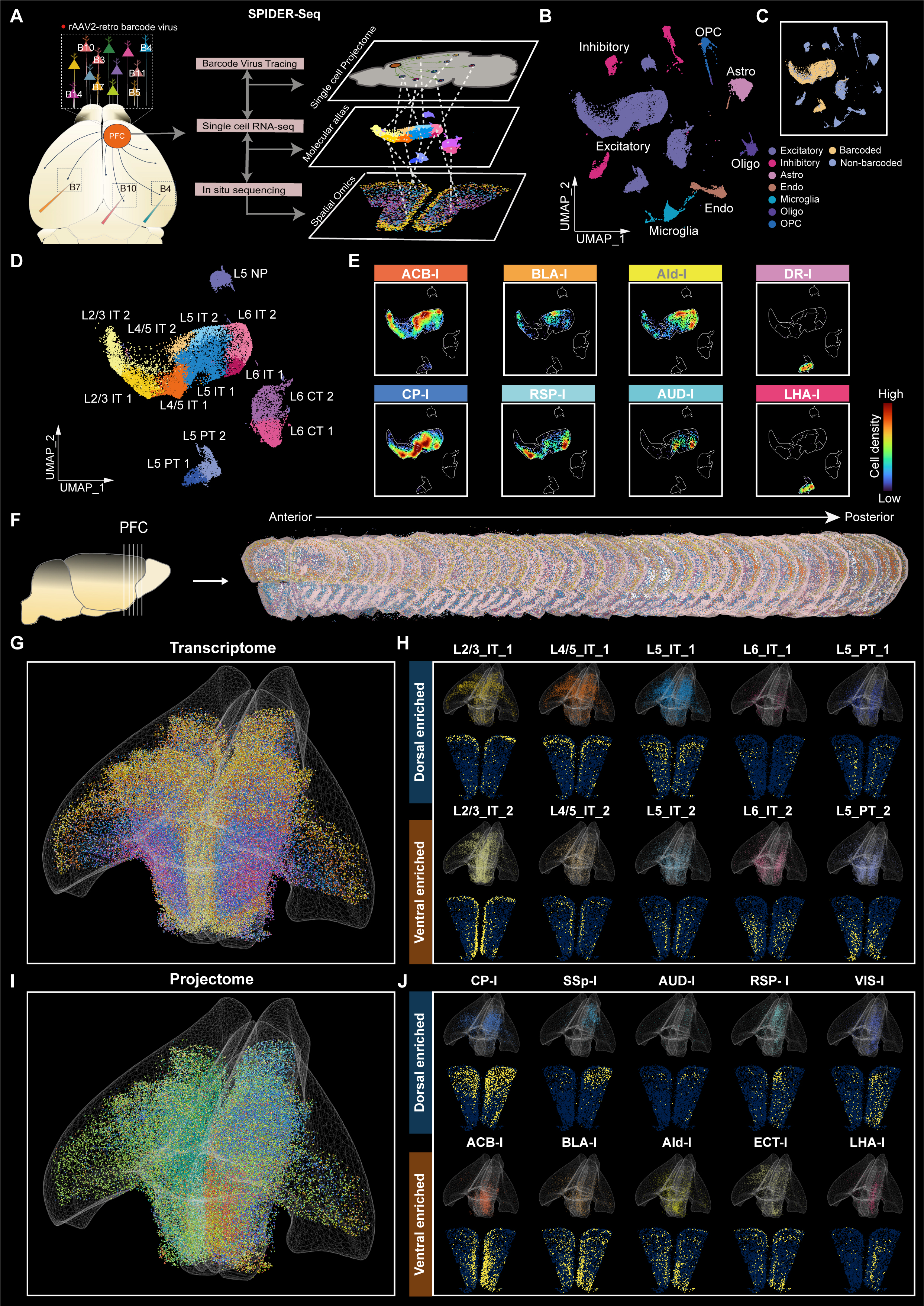 Modular organization of mouse prefrontal cortex subnetwork revealed by ...