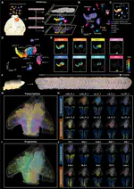 Modular organization of mouse prefrontal cortex subnetwork revealed by spatial single-cell multi-omic analysis of SPIEDER-Seq