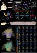 Organization of mouse prefrontal cortex subnetwork revealed by spatial single-cell multi-omic analysis of SPIDER-Seq